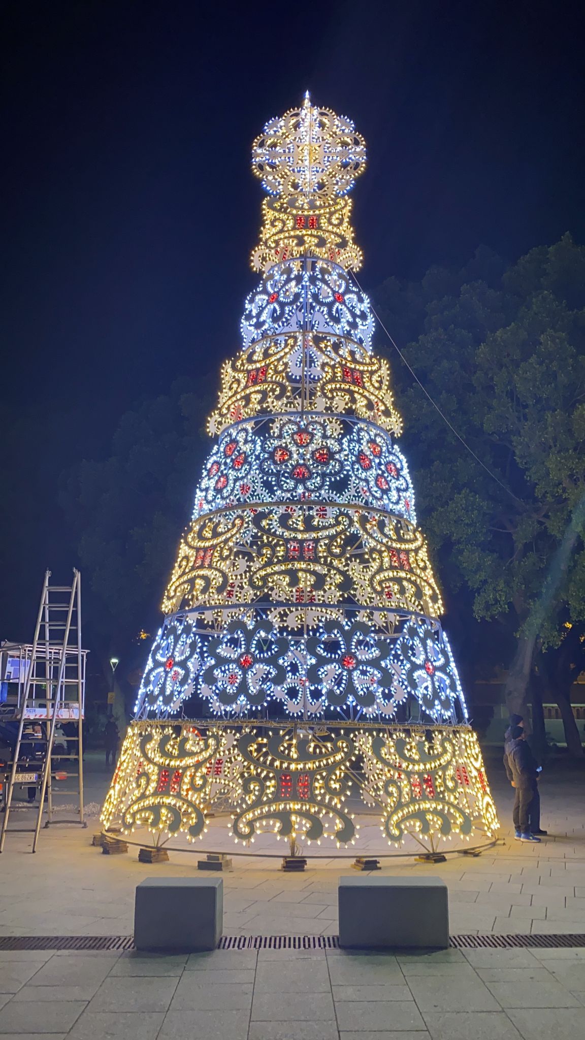 Cagliari, si accende la magia del Natale: ecco il nuovo albero illuminato in piazza Garibaldi