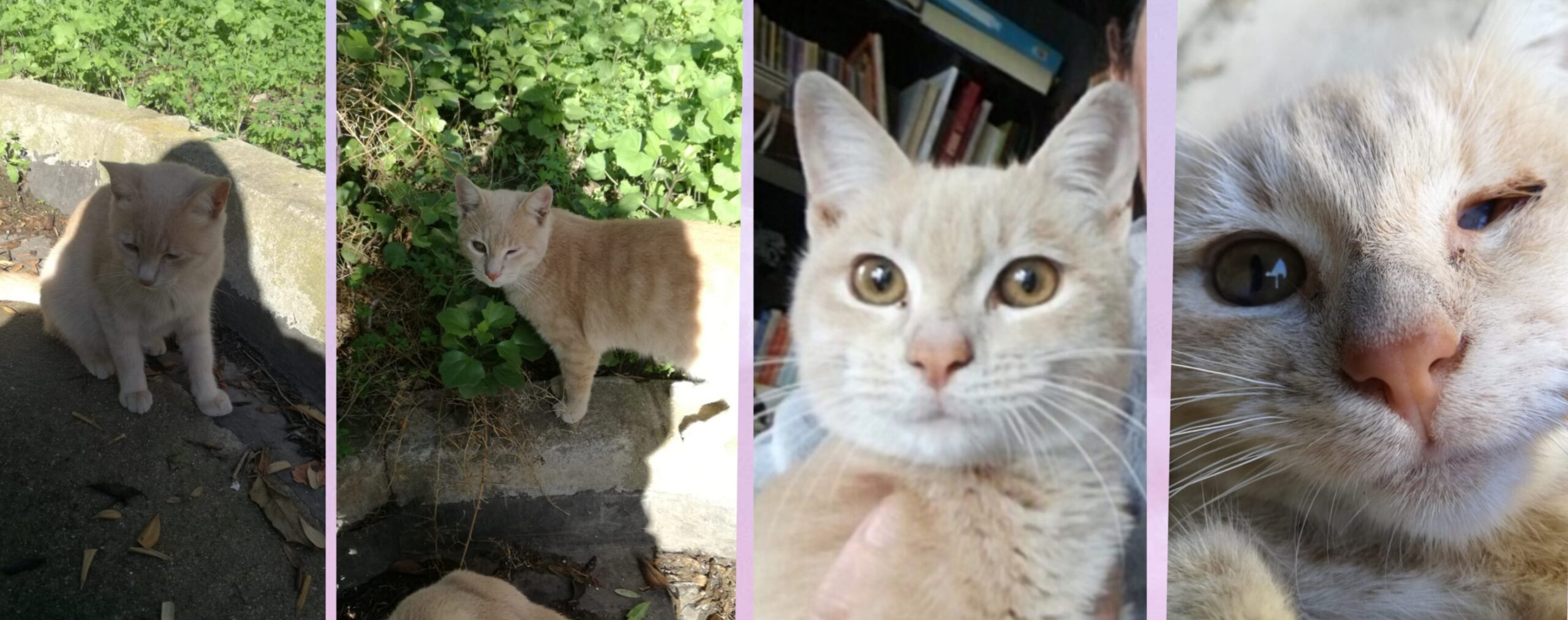 4 gattini in pericolo di vita a Cagliari, appello a Radio Zampetta Sarda