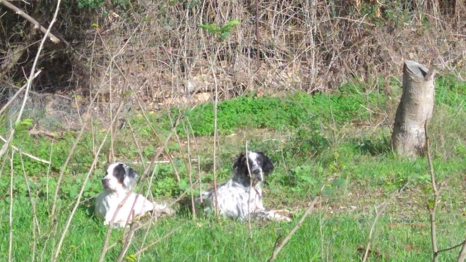 Radio Zampetta Sarda: appello di Stefano per ritrovare due cani da caccia