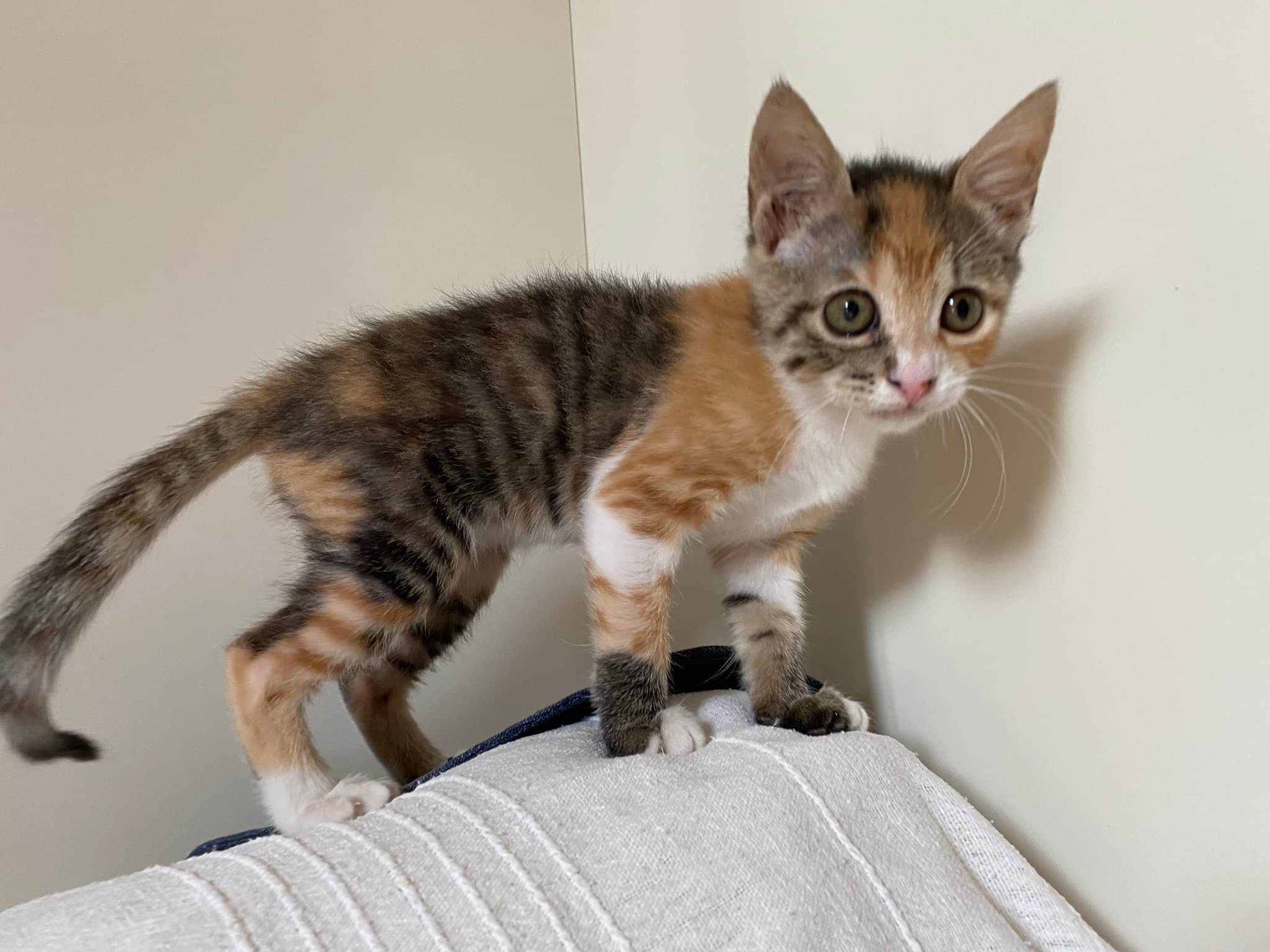 Pippi è stata respinta dai gatti della famiglia adottante: ora cerca una nuova casa