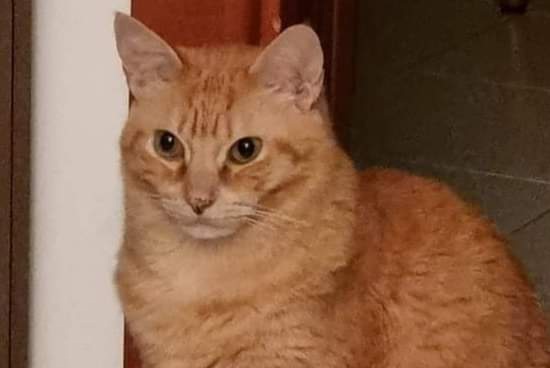 Appello per Billi, dolce gattino smarrito a Monserrato