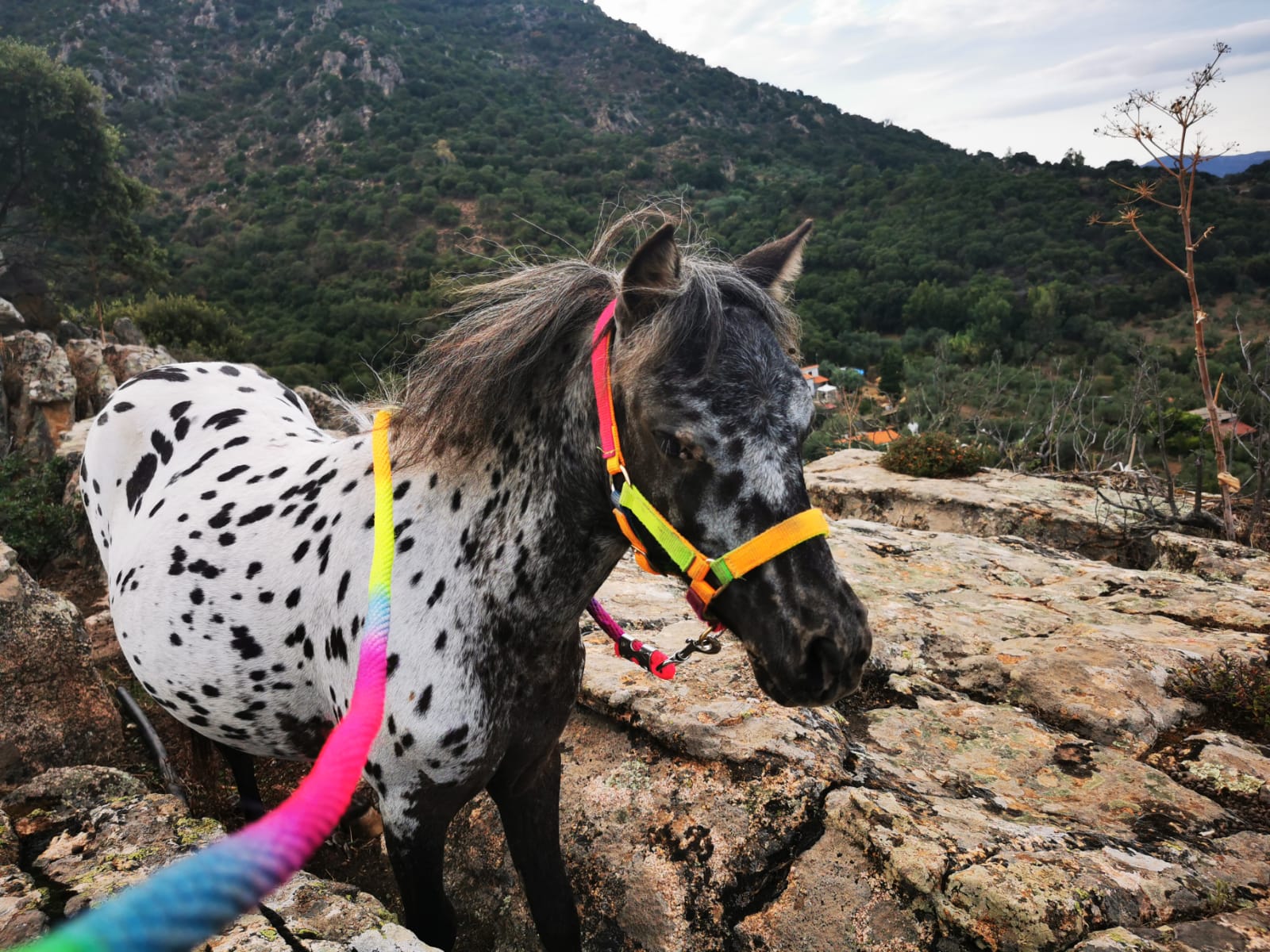 A Radio Zampetta Sarda l’appello di Sergio e Francesca: “Bella, la nostra amata pony portata via ieri notte”