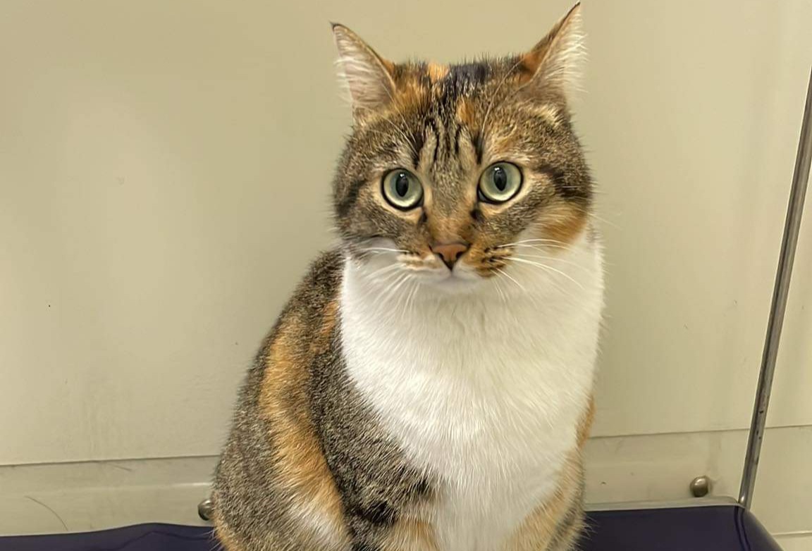 Gattino donatore di sangue cercasi per Fonny, micetta anemica
