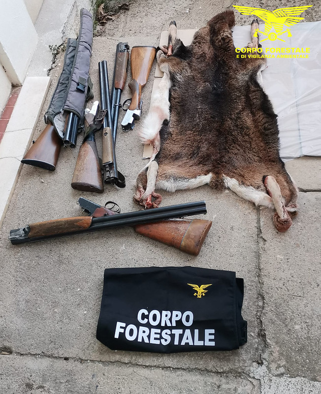 Sardegna, abbattuti un cervo e un muflone: denunciati 9 bracconieri