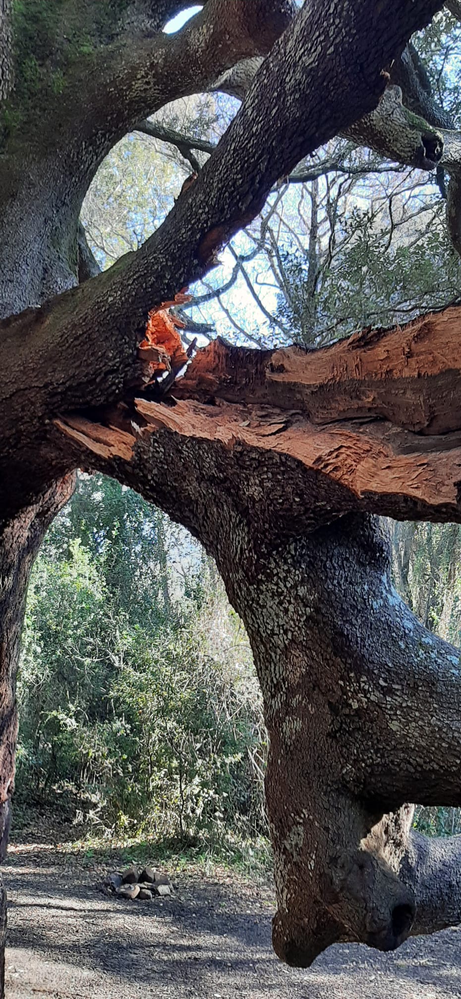 Maracalagonis, spezzato un ramo dell’albero secolare che protegge la Tomba dei Giganti: “Che tristezza”