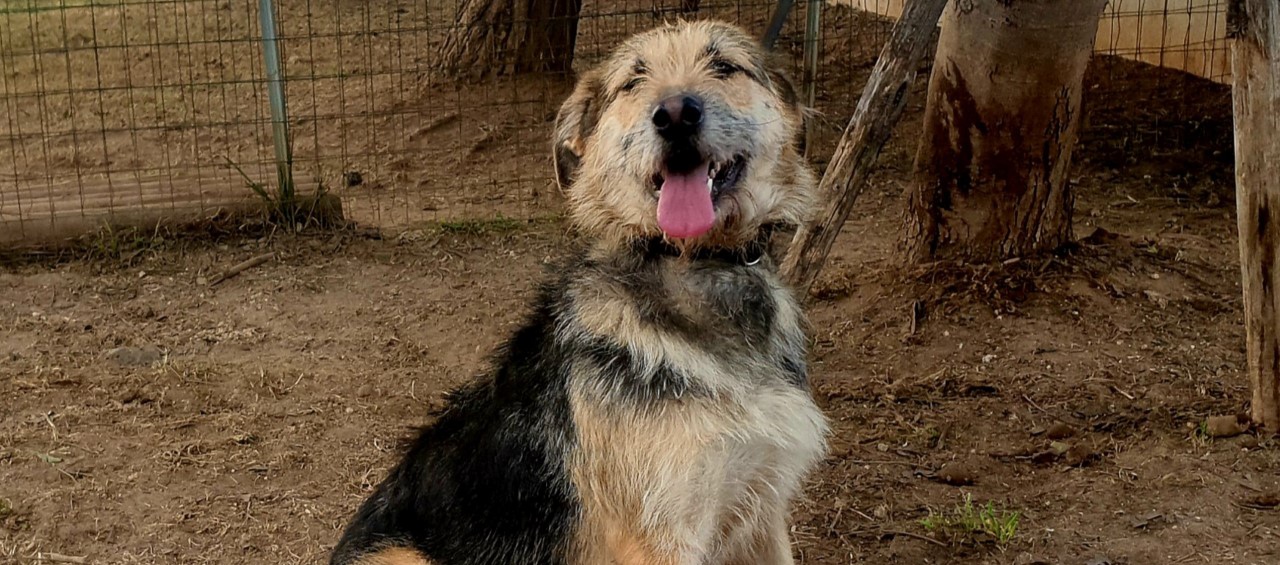 Adotta un cane dal canile di Cagliari: Birra, giovane meticcia aspetta l’amore di una famiglia