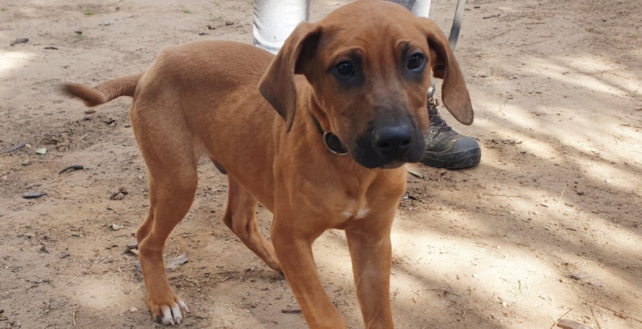 Adotta un cane dal canile di Cagliari: Demo, cucciolo di 3 mesi amante delle carezze