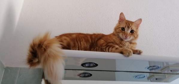 Sos per il dolce Muffin, è scomparso a Muravera