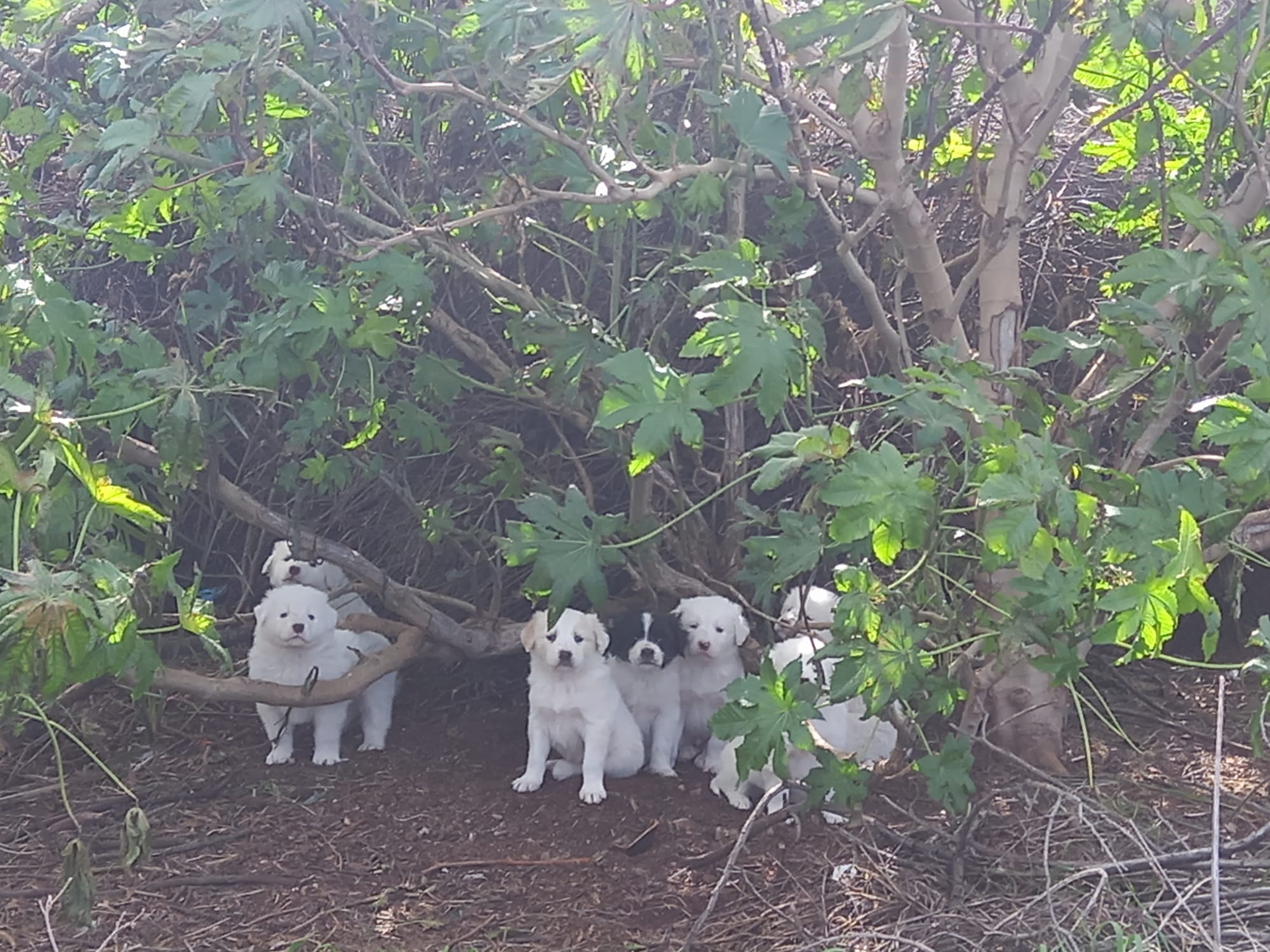 Radio Zampetta Sarda: sos sul litorale di Quartu, 8 splendidi cuccioli cercano adozione
