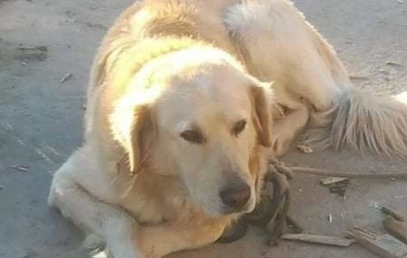 Appello per Rocky a Radio Zampetta Sarda: 5 anni legato, merita una vera famiglia