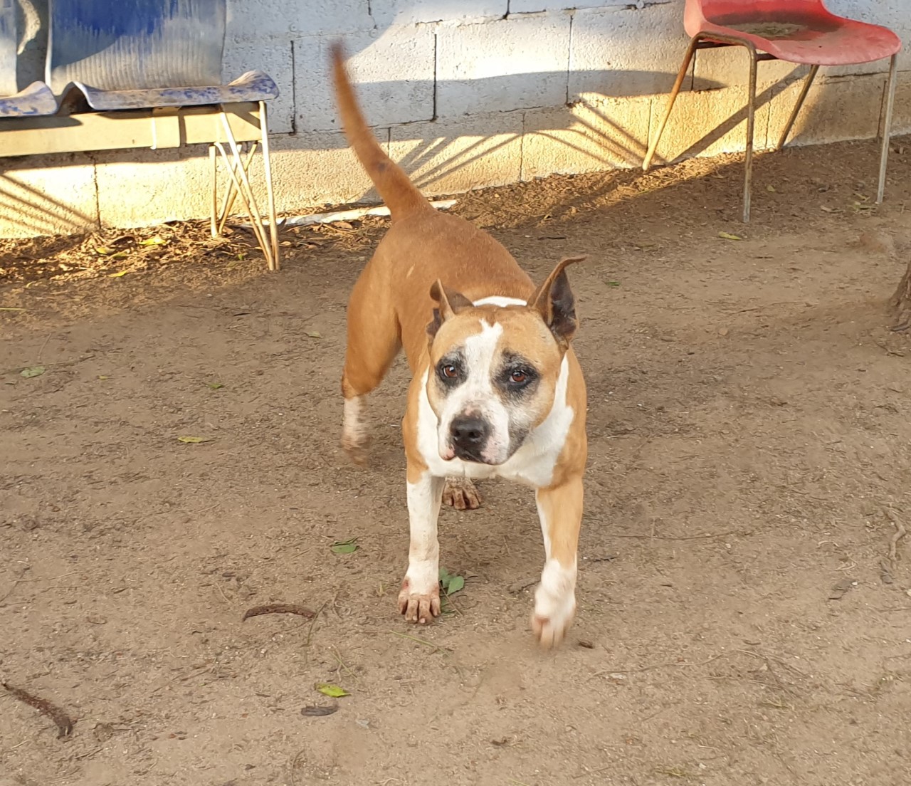 Adotta un cane dal canile di Cagliari: Magda cerca una vera famiglia