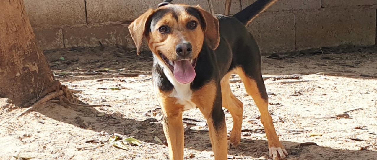 Adotta un cane dal canile di Cagliari: Tempesta, cucciolona esuberante aspetta una famiglia