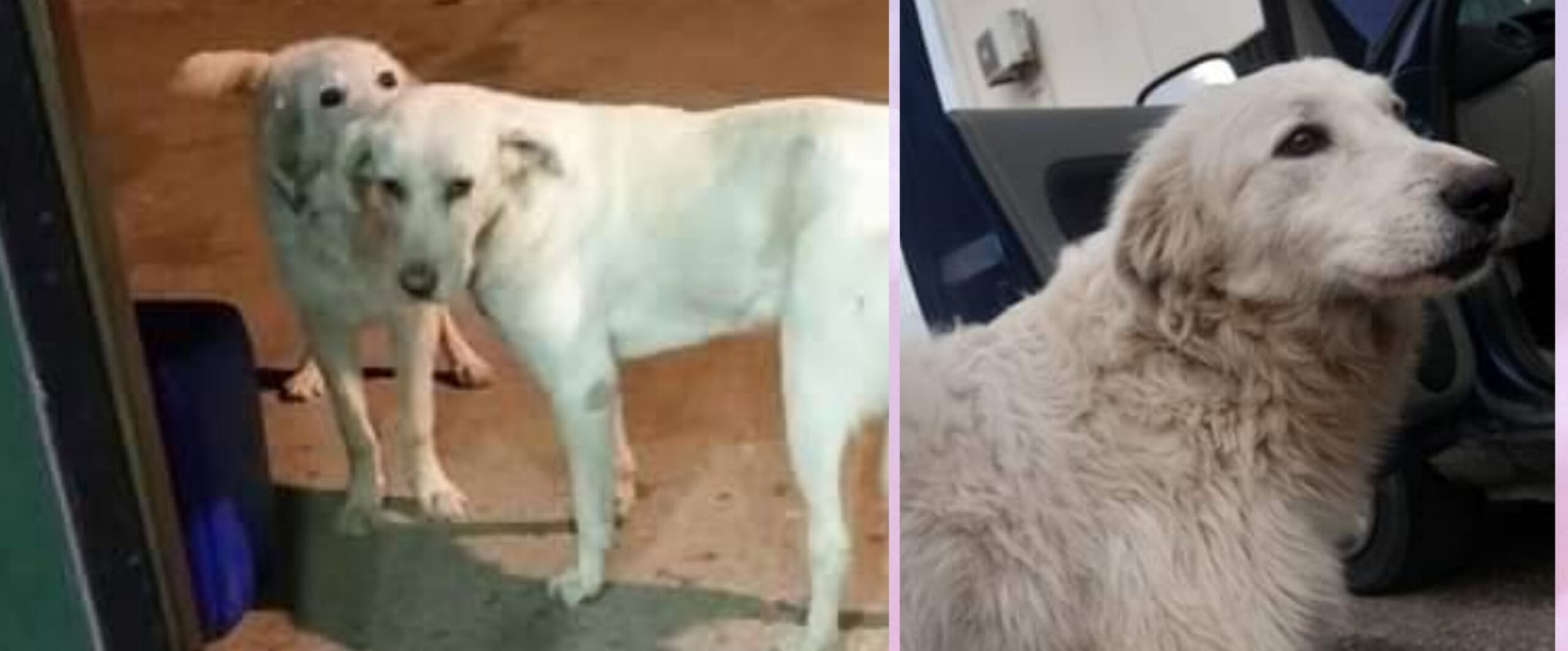 Sos a Radio Zampetta Sarda per ritrovare Lala e Balù