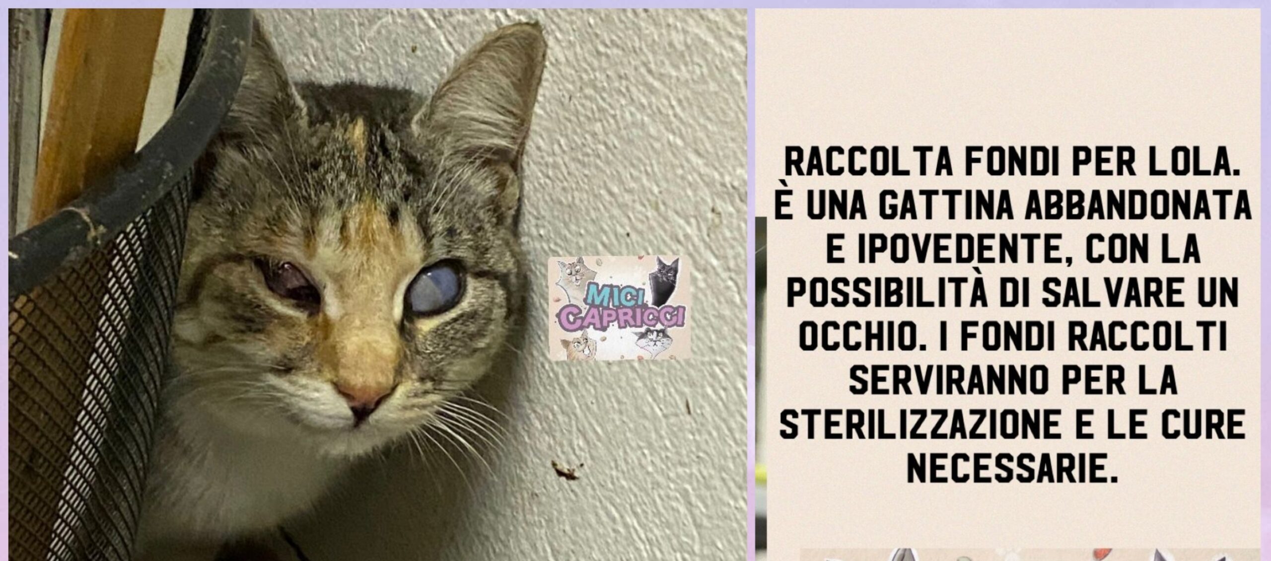 A Radio Zampetta Sarda l’appello per aiutare una micia che deve subire un intervento