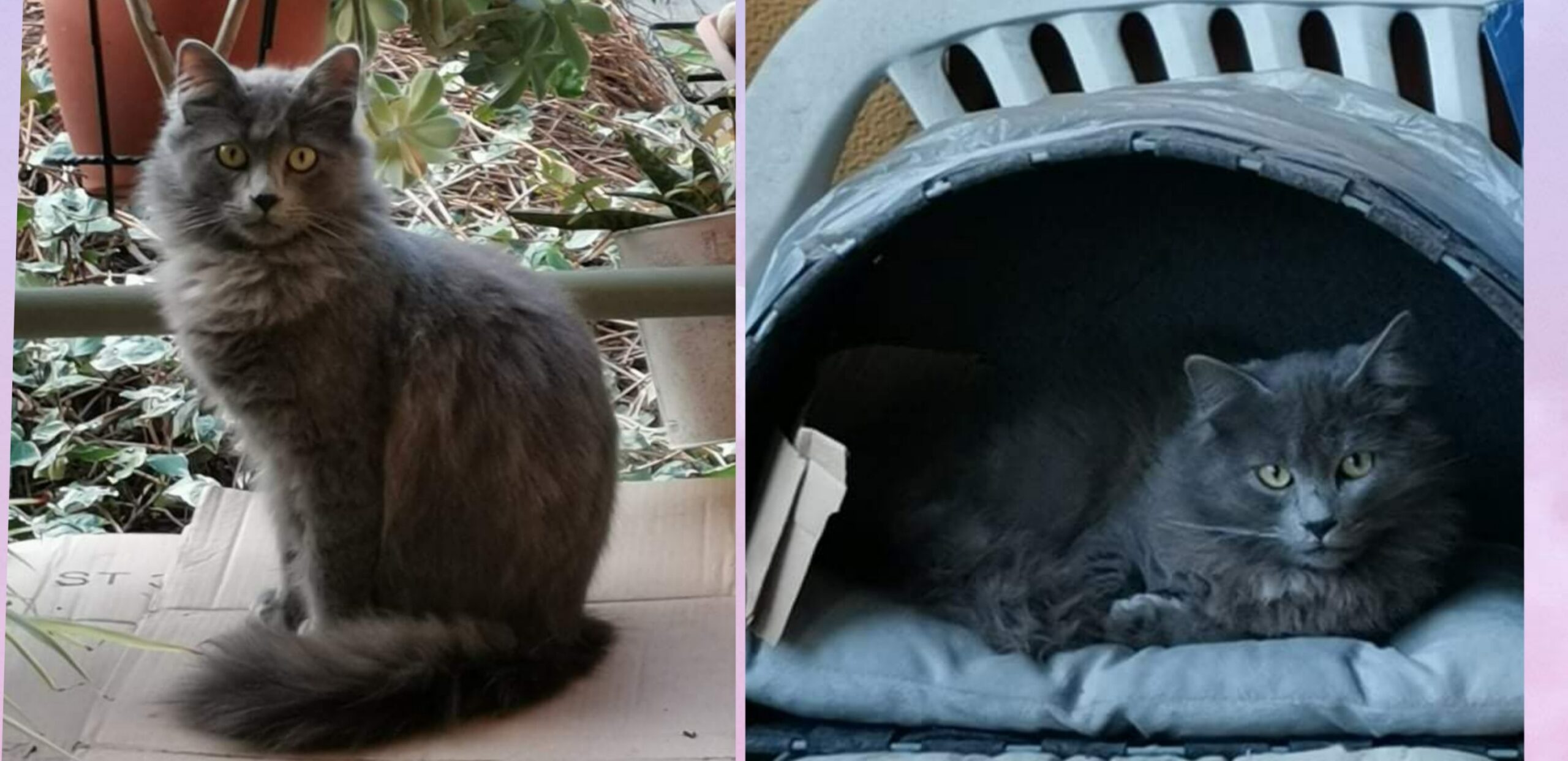 Sos da Pirri a Radio Zampetta Sarda: qualcuno riconosce questo gattone?