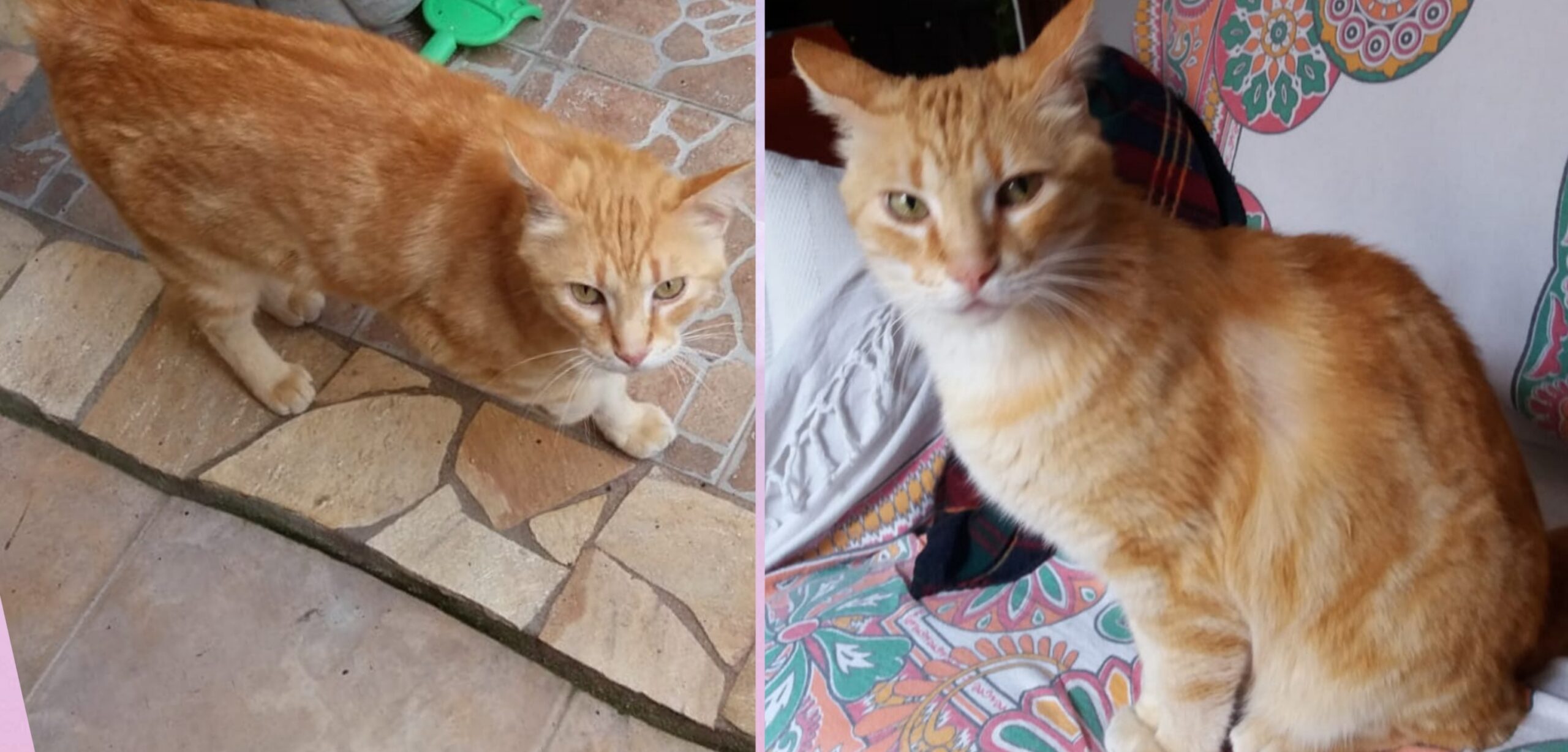 A Radio Zampetta Sarda sos per Gigio, scomparso a Quartu