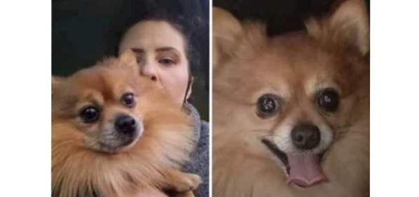 Sestu, ricompensa per chi ritrova il dolcissimo Pepi: il volpino color miele smarrito in via San Gemiliano