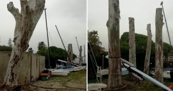 Cagliari, tagli selvaggi agli alberi di Marina Piccola: “Gli è scappata di mano la motosega”