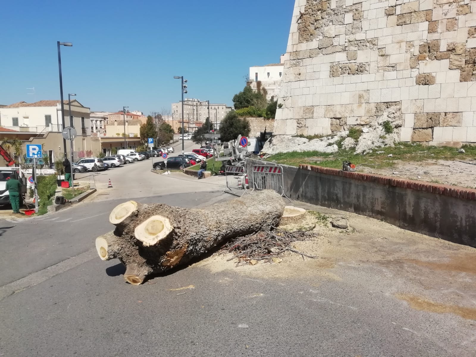 Addio agli alberi di via Cammino Nuovo, il Comune di Cagliari: “Erano infestanti e pericolosi”
