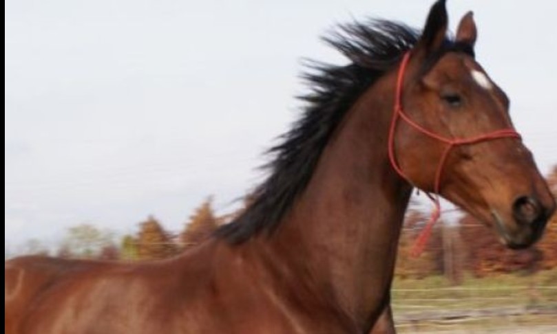 Cagliari, dramma sfiorato al Poetto: cavallo imbizzarrito invade la pista ciclabile e travolge un ciclista