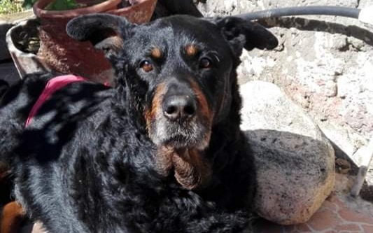 Sos a Radio Zampetta per Tosca: “Sono disoccupata, aiutatemi a pagare l’intervento per la mia cagnolina”