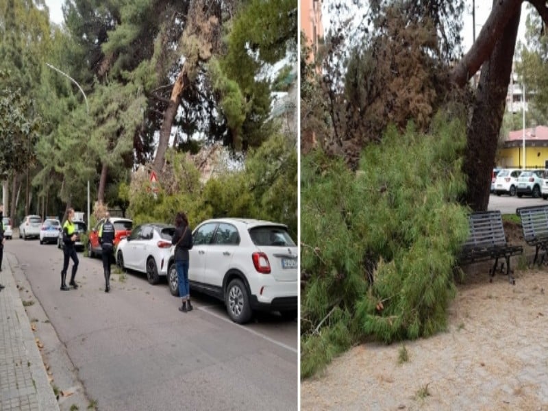 Cagliari, paura al quartiere del Sole: grosso ramo di un pino precipita sulle auto