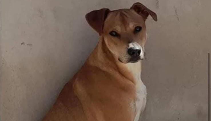 Appello a Radio Zampetta Sarda: Kiko è scomparso a Maracalagonis, chi lo riconosce?