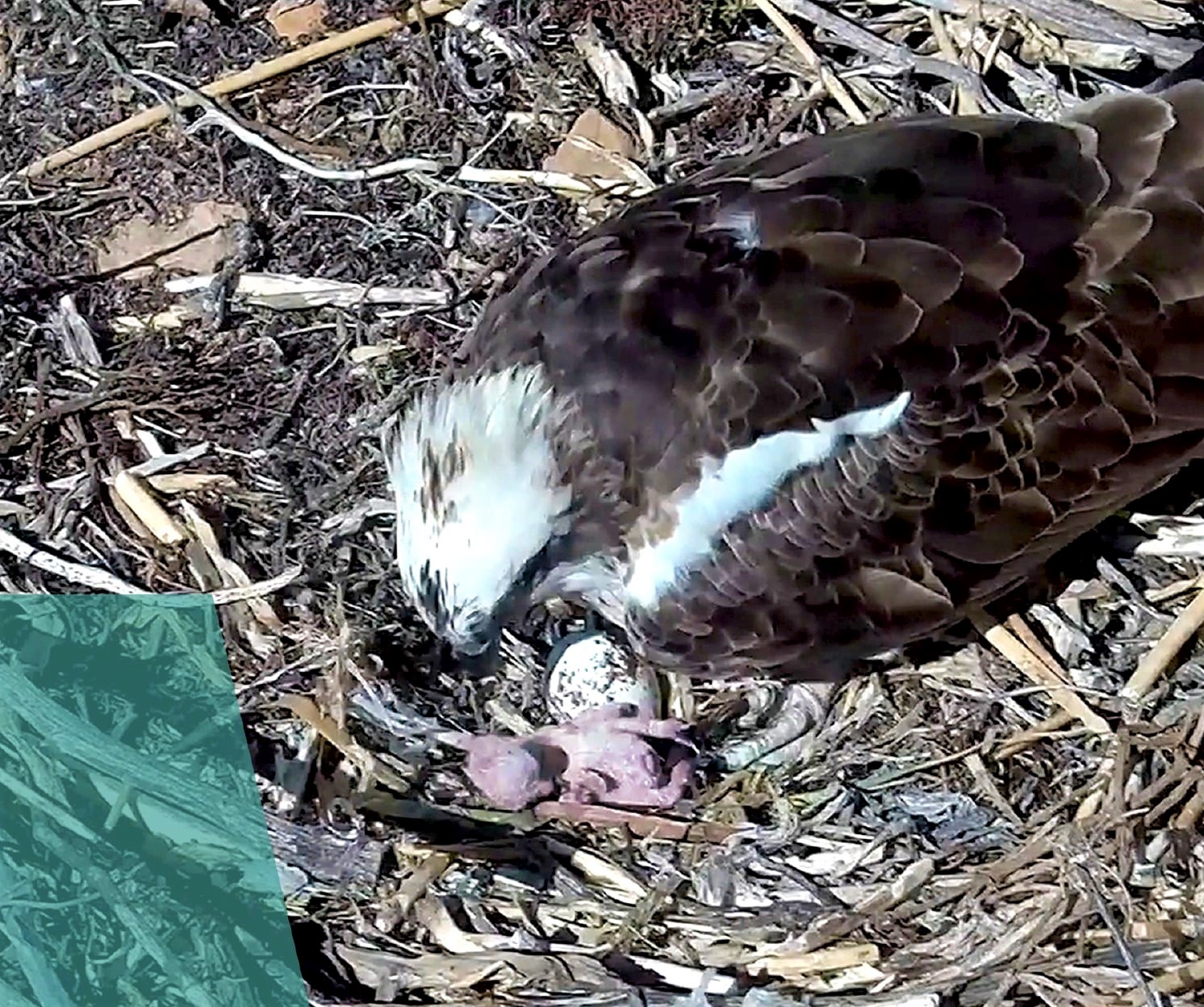 Evento straordinario al Parco di Porto Conte, nasce un falco nel nido di Capo Caccia