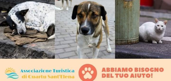 Appello a Radio Zampetta Sarda: “Un contributo per finanziare le sterilizzazioni dei randagi”