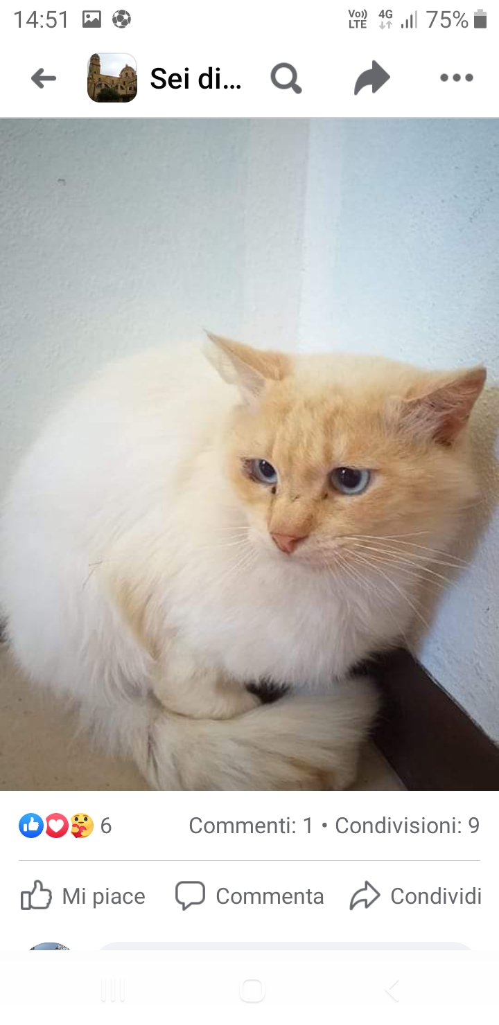 Sos a radio Zampetta Sarda per Nuvola, gattino smarrito a Ussana