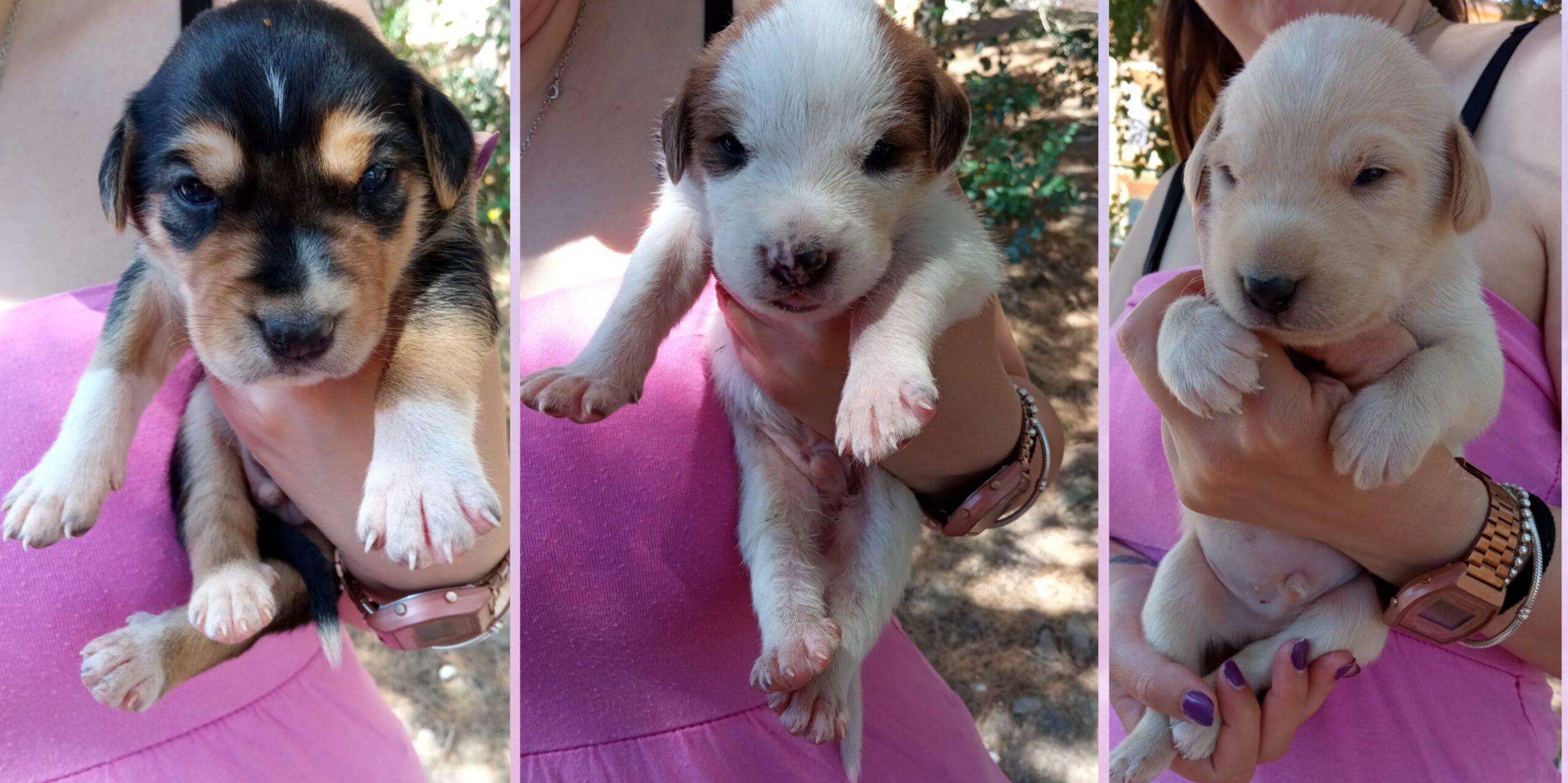 Aiutiamo Annarella a trovare casa per 8 splendidi cuccioli di 20 giorni