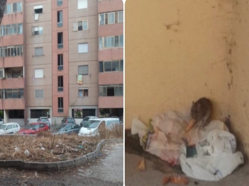 Cagliari, i topi sguazzano nelle case tra muffa e acqua: “Abbandonati da decenni in via Businco”