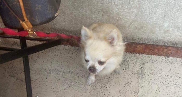 Radio Zampetta Sarda: cercasi disperatamente Priscilla, una ricompensa per chi la riporta a casa