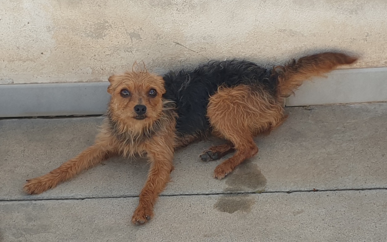 Adotta un cane dal canile di Cagliari: Minù, meticcia di 3 anni cerca casa