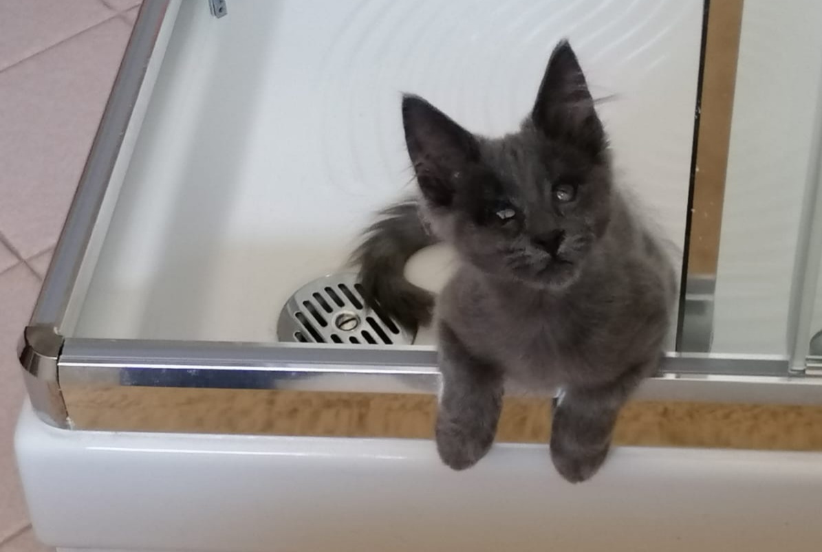Sos a Radio Zampetta Sarda: cercasi casa per un gattino non vedente salvato dalle auto