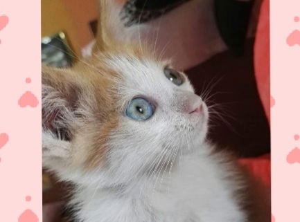 AAA cercasi una famiglia per il piccolo gattino Leon, trovato in strada super spaventato a Cagliari