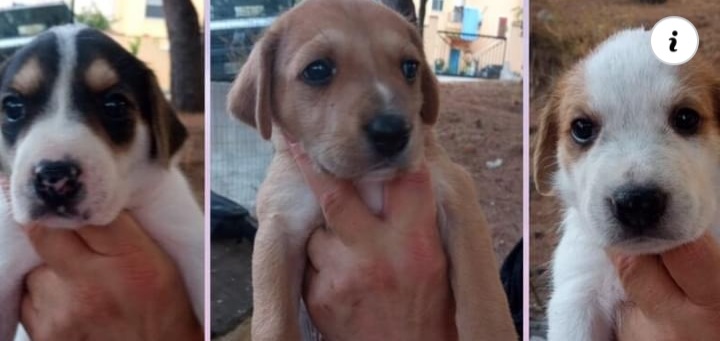 Radio Zampetta Sarda: 5 cuccioli rischiano la vita a Villaputzu, si cerca adozione