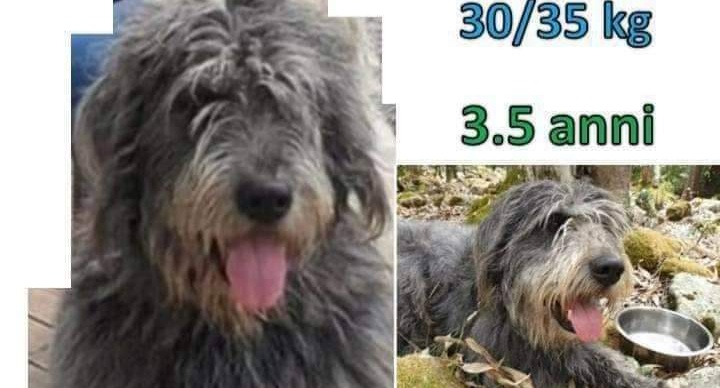 A Radio Zampetta Sarda continuano le ricerche di Bacione, scomparso nel 2019