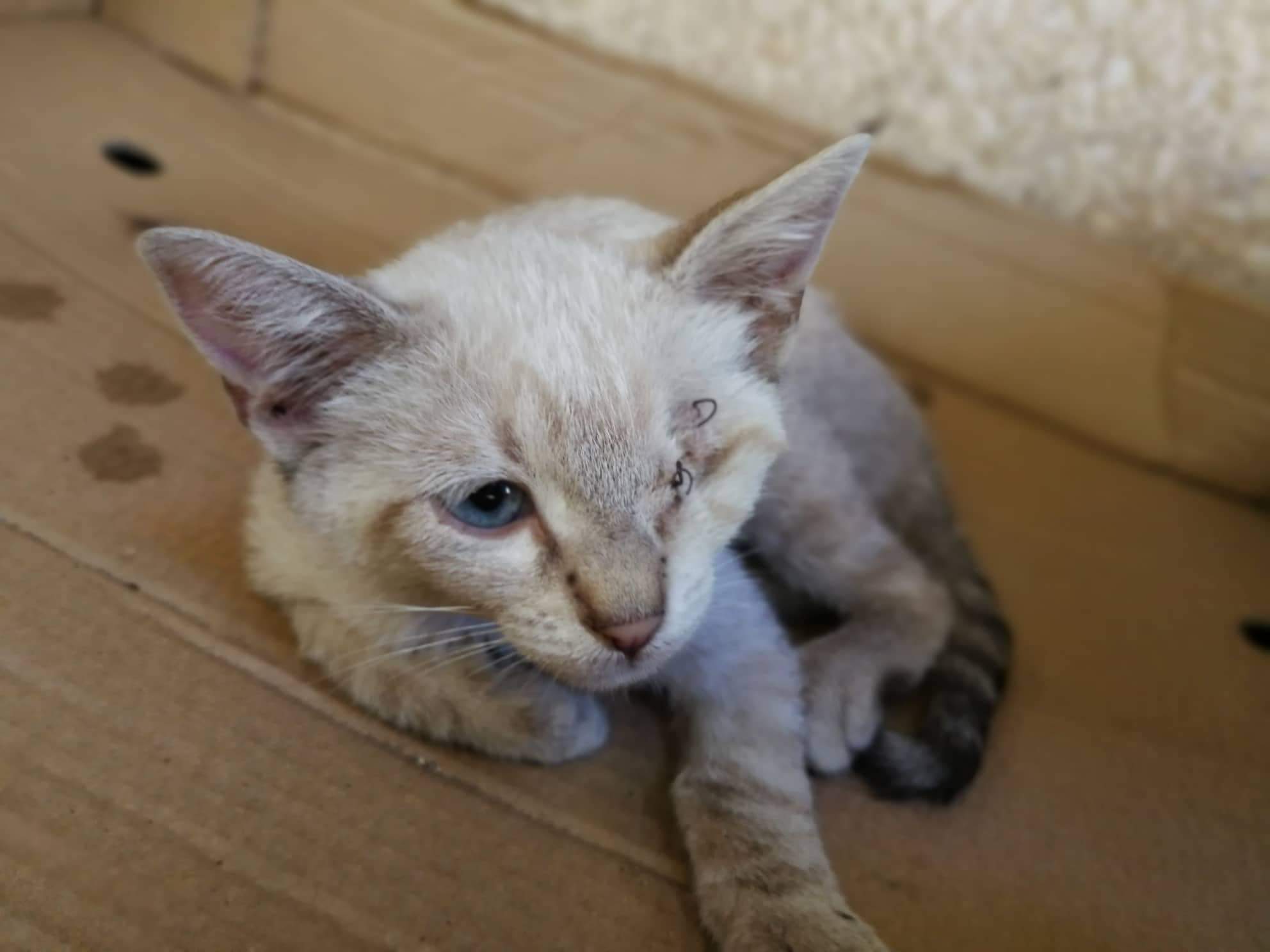 Radio Zampetta Sarda: gattina abbandonata tra mille pericoli, salviamola