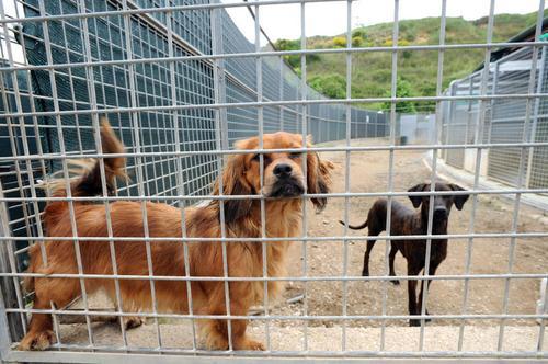 A Quartu il canile resta un sogno: 435 cani in trasferta, il Comune spenderà due milioni