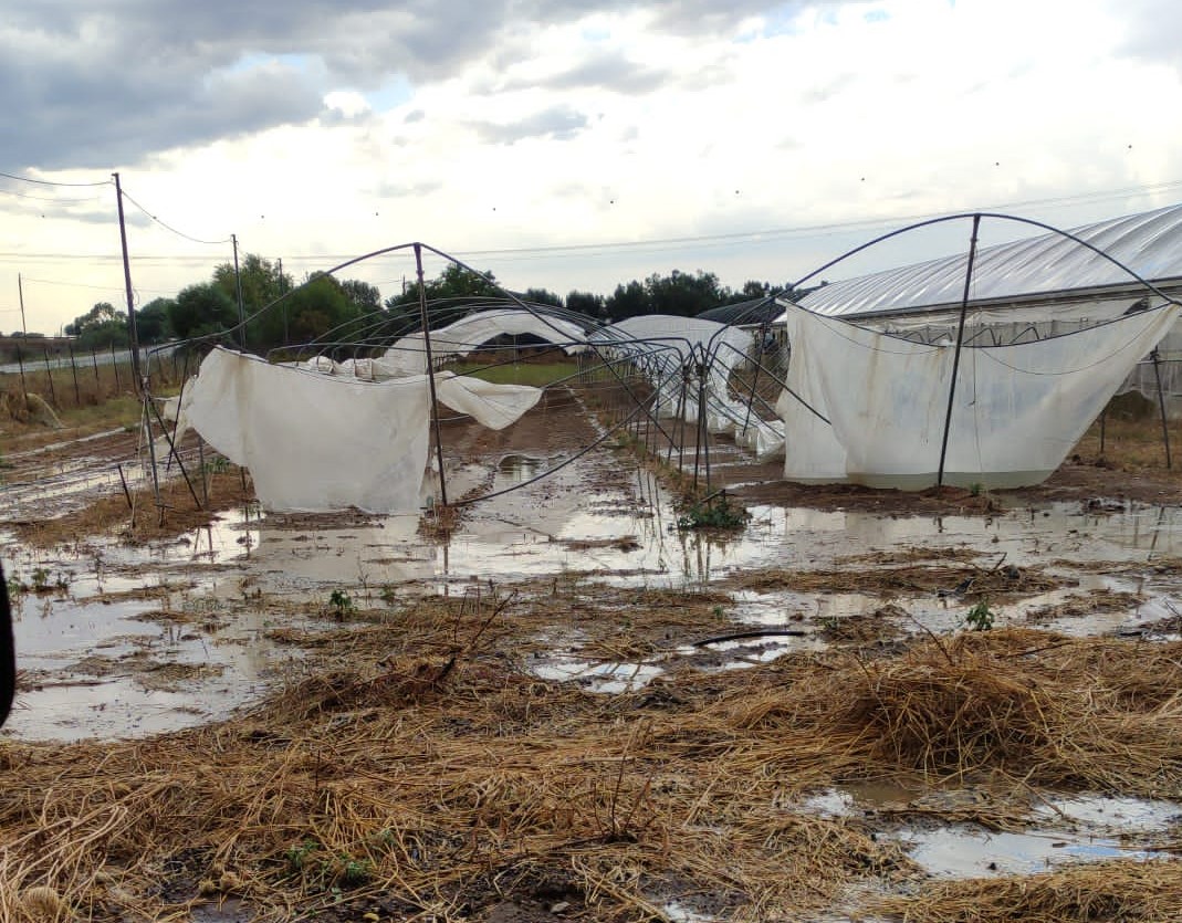 Sardegna, il maltempo devasta le aziende agricole nel sud dell’isola: danneggiati uliveti, vigneti e serre