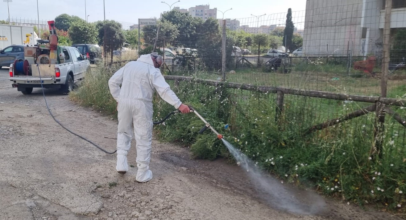 Cagliari, lotta alle blatte: al via un calendario straordinario di interventi
