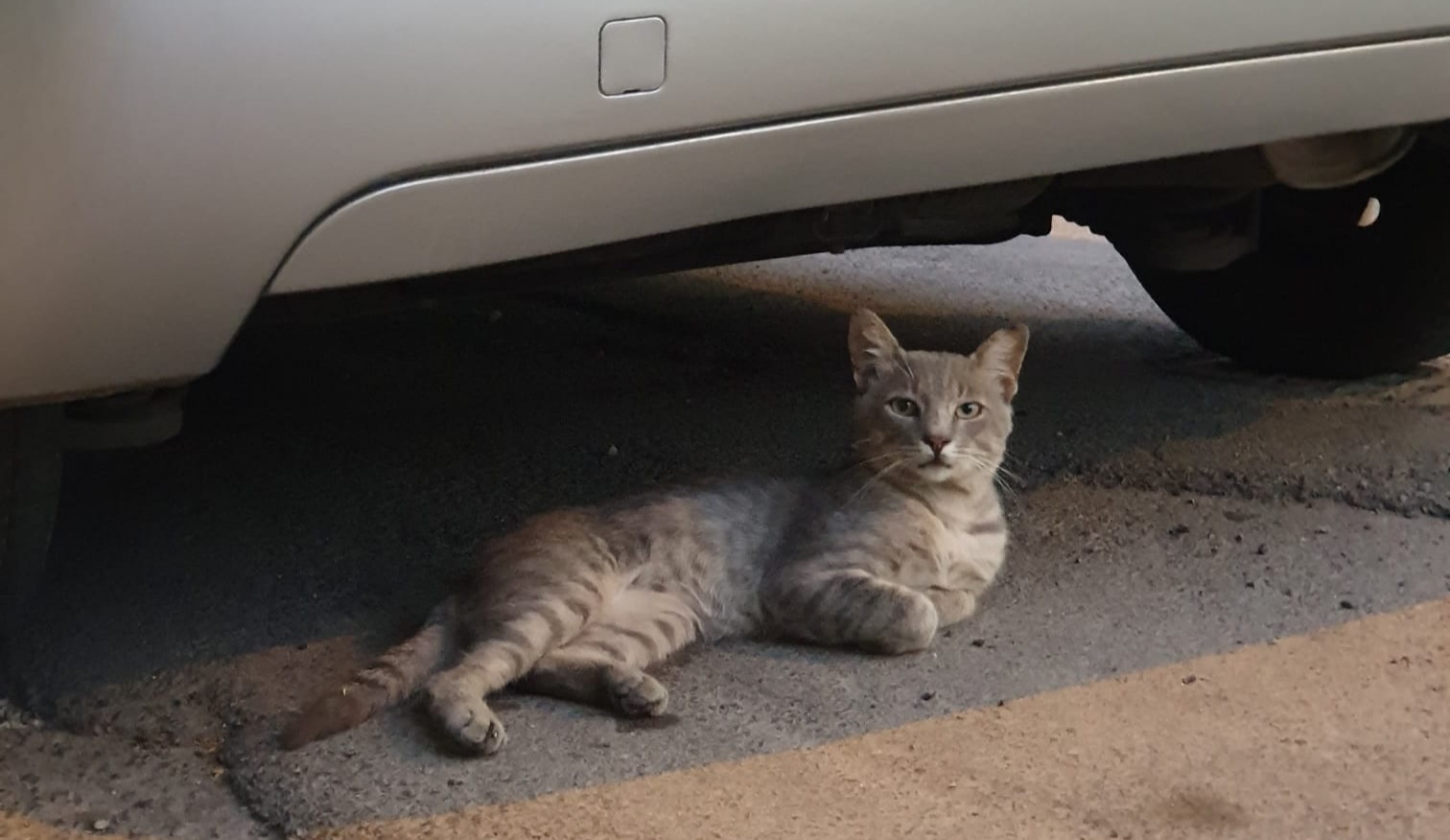 Quartu, il gattino Spillo cerca una famiglia per tutta la vita