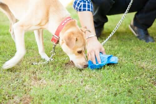 Marciapiedi sudici a Cagliari, Fdi: “Esame del dna degli escrementi dei cani per punire i responsabili”