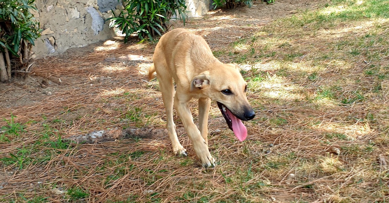 Adotta un cane dal canile di Cagliari: Wilma, 5 mesi, cerca casa