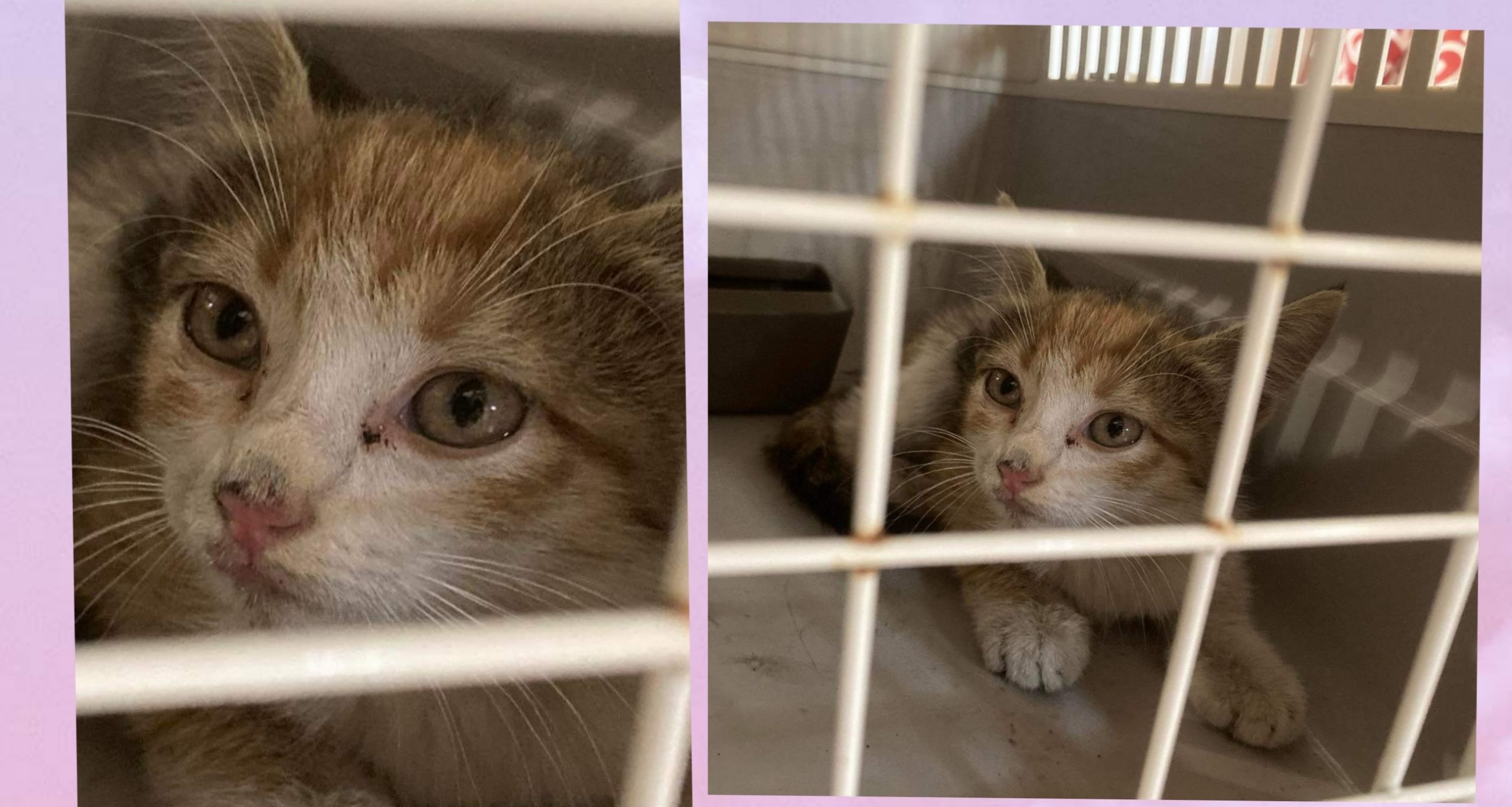 Radio Zampetta Sarda: “Sos adozione per un micro gattino”