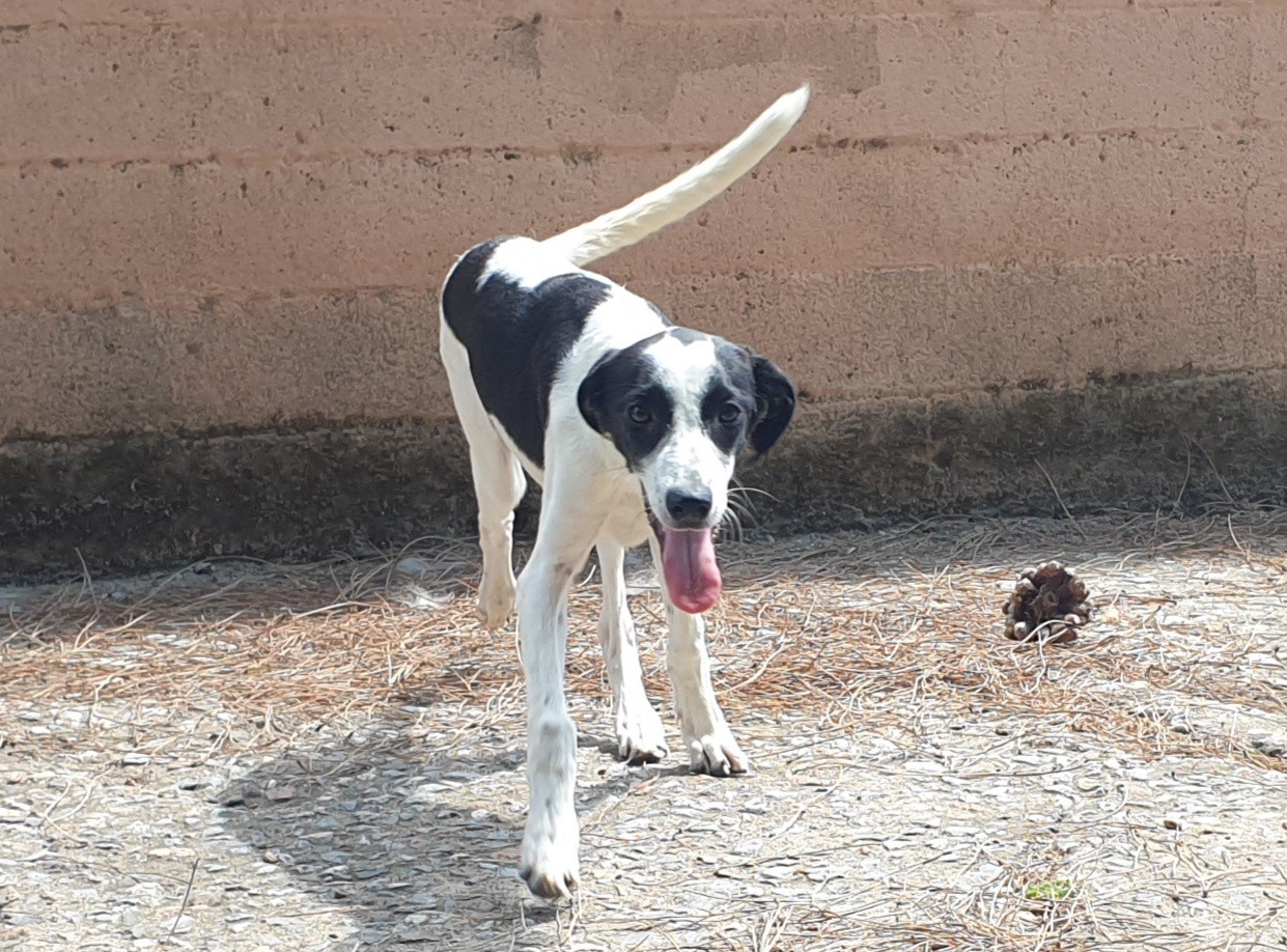 Adotta un cane dal canile di Cagliari: “Una nuova vita fuori per la cucciola Snoopy”
