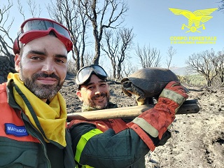 Una luce nell’inferno di fuoco a Calangianus: i forestali salvano una tartaruga minacciata dalle fiamme