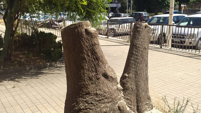 Albero abbattuto a Genneruxi, il Comune: “Intervento necessario per tutelare l’incolumità pubblica”