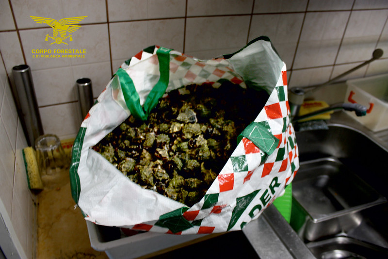 Oristano, blitz della Forestale in un ristorante: sequestrati 13 kg di bocconi di mare illegali